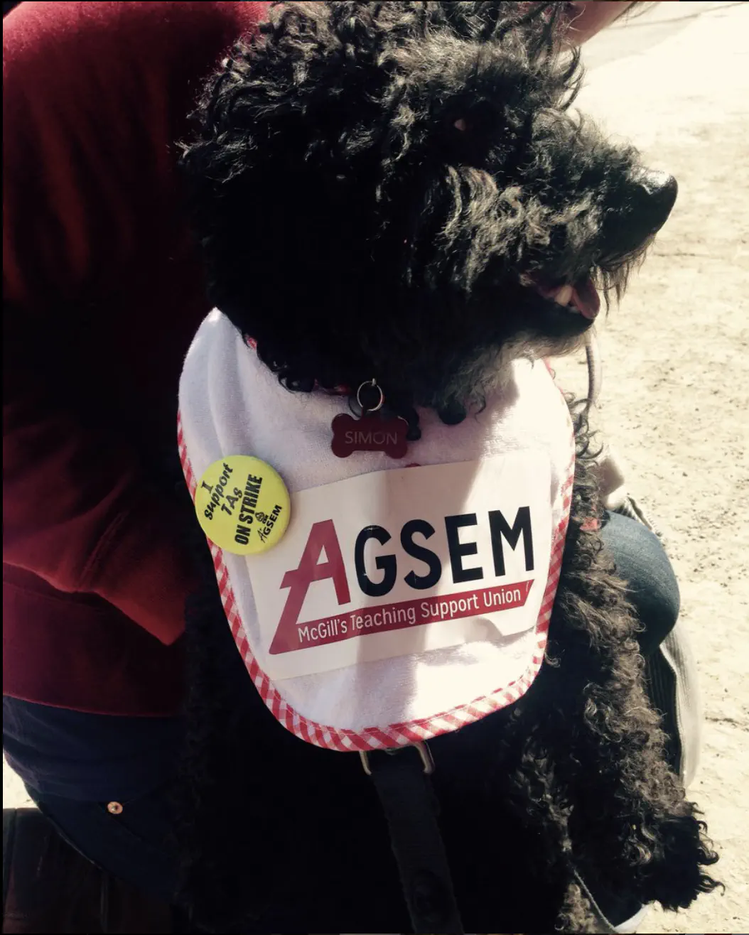 Photo de Simon le chien en support des auxiliaires d’enseignement de l’AÉÉDEM lors de leur grève d’un jour (16 avril 2015).